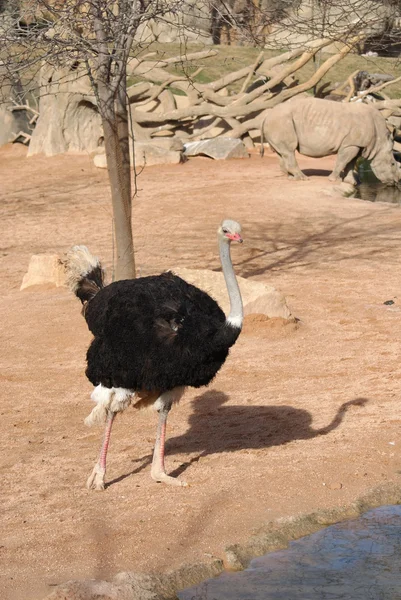 Ostrich - Struthio camelus — Stock Photo, Image