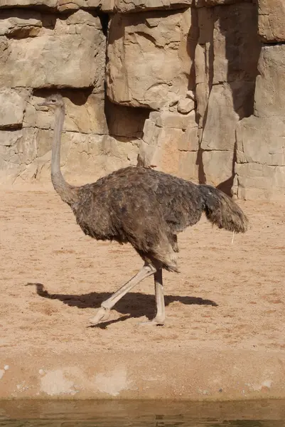 Avestruz - Struthio camelus — Foto de Stock