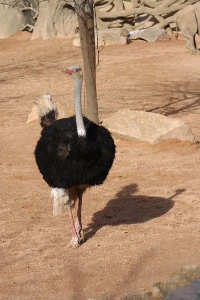 Ostrich - Struthio camelus — Stock Photo, Image