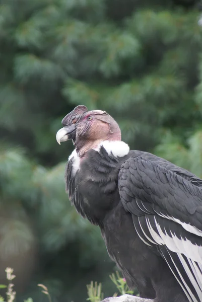 Cóndor Andino - Vultur gryphus — Foto de Stock