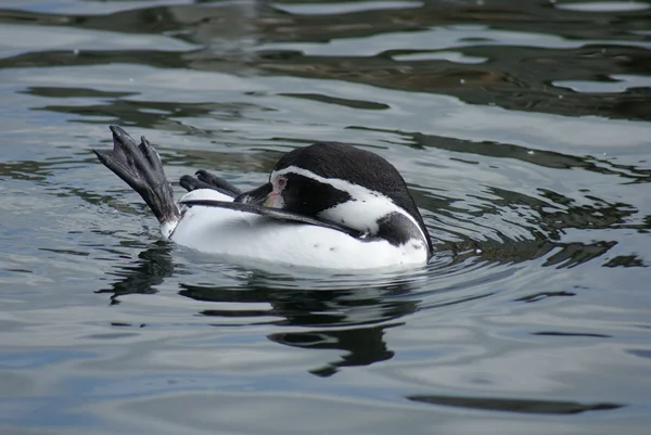 Pinguim-de-Humboldt - Spheniscus humboldti — Fotografia de Stock