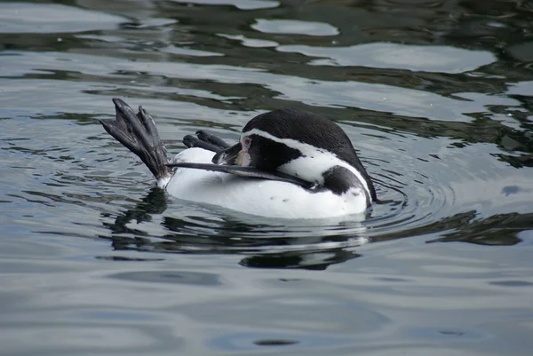 Humboldt Penguin - Spheniscus humboldti — Stock Photo, Image