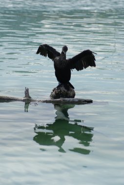 Büyük Karabatak - Phalacrocorax karbo