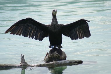 Büyük Karabatak - Phalacrocorax karbo