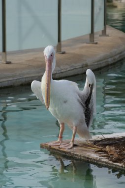 büyük beyaz Pelikan - pelecanus onocrotalus