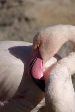 büyük flamingo - phoenicopterus çevresi