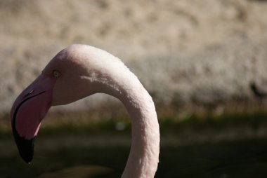 büyük flamingo - phoenicopterus çevresi