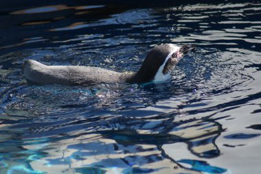 Humboldt Pernguin - Spheniscus humboldtii