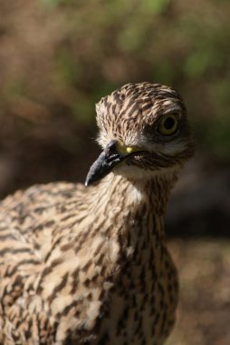 Benekli thick-knee-burhinus capensis