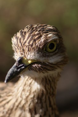 Benekli thick-knee-burhinus capensis