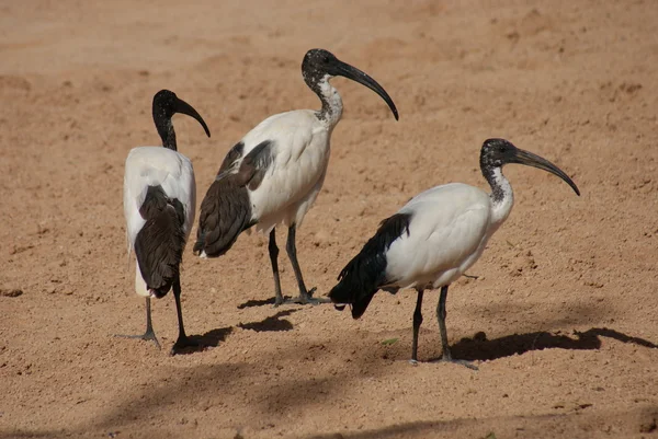 Ibis posvátný - threksiornis aethiopicus — Stock fotografie