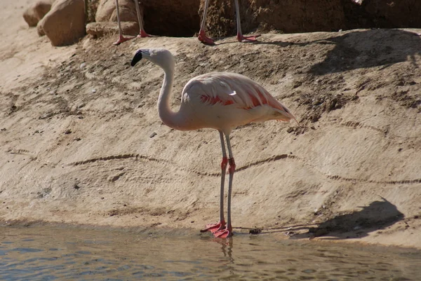 Chilean Flamingo - Phoenicopterus chilensis — Stock Photo, Image