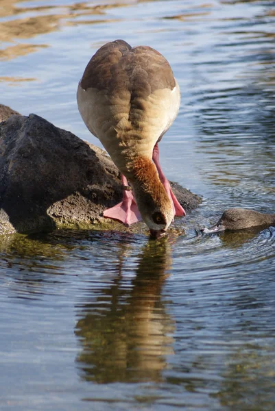 Egyptian Goose - Alopochen aegyptiacus — Stock Photo, Image