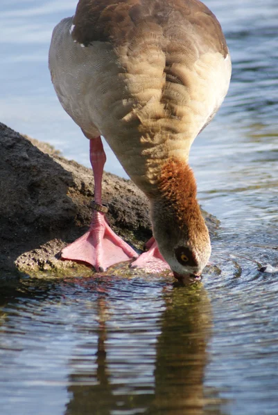 Ägyptische Gans - Alopochen aegyptiacus — Stockfoto