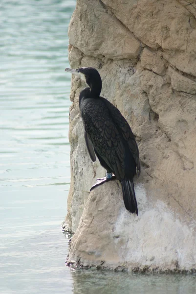 Great Cormorant - Phalacrocorax carbo — Stock Photo, Image