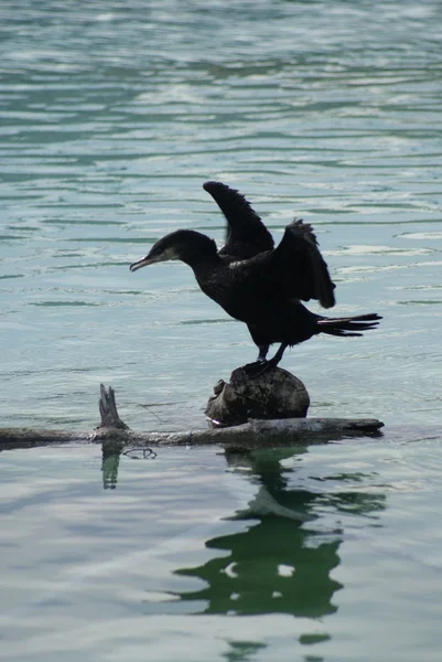 Great Cormorant - Phalacrocorax carbo — Stock Photo, Image