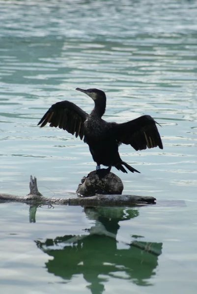 Great Cormorant - Phalacrocorax carbo — Stock Photo, Image