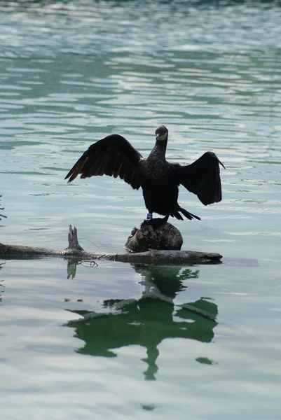 Great Cormorant - Phalacrocorax carbo — Stock Photo, Image