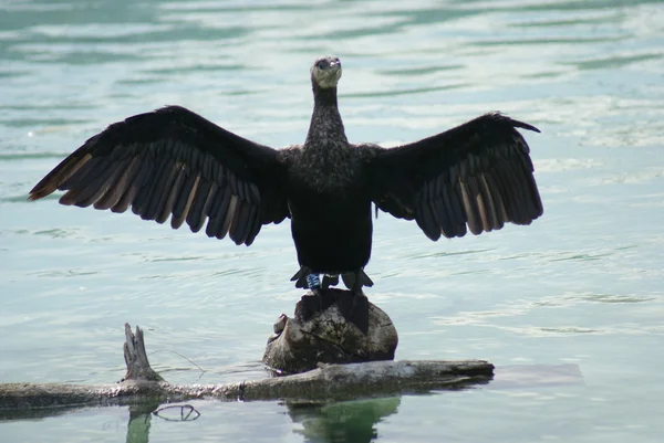 Great Cormorant - Phalacrocorax carbo — Stock Photo, Image