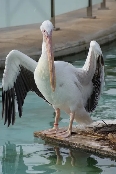 Great White Pelican - Pelecanus onocrotalus — Stock Photo, Image