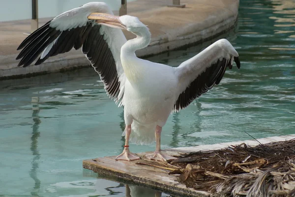 Great White Pelican - Pelecanus onocrotalus — Stock Photo, Image