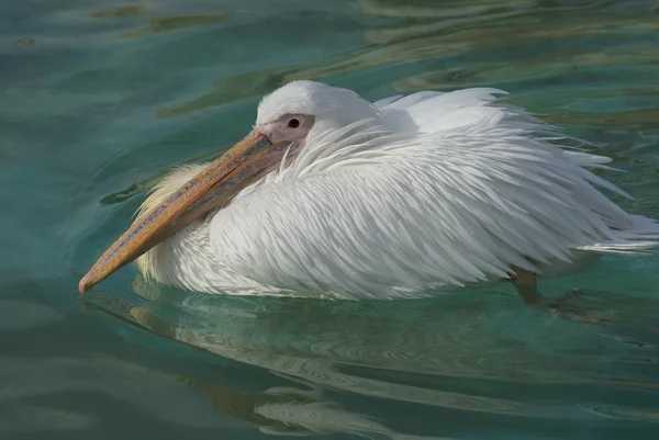 Great White Pelican - Pelecanus onocrotalus — Stock Photo, Image