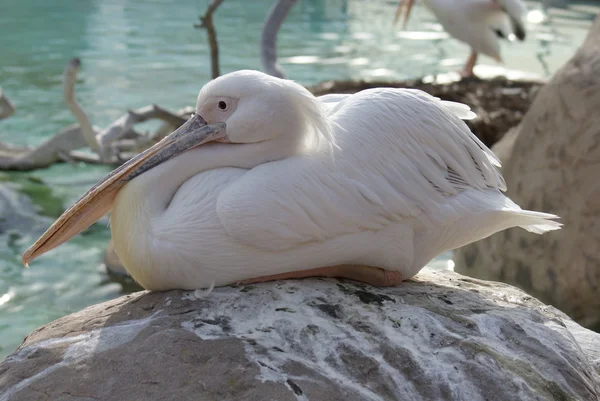 Weißpelikan - pelecanus onocrotalus — Stockfoto