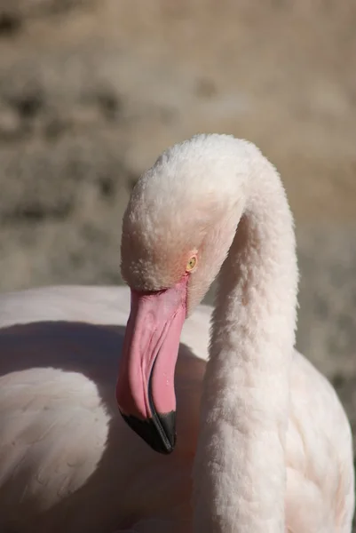 Flamingo-gigante - Phoenicopterus roseus — Fotografia de Stock