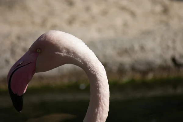 Flamingo-gigante - Phoenicopterus roseus — Fotografia de Stock