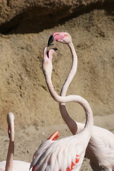 Luta do Flamingo Maior - Phoenicopterus roseus — Fotografia de Stock