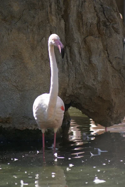 Flamingo-gigante - Phoenicopterus roseus — Fotografia de Stock