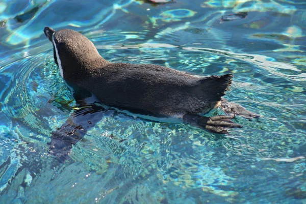 Humboldt Pernguin - Spheniscus humboldtii — Stock Photo, Image