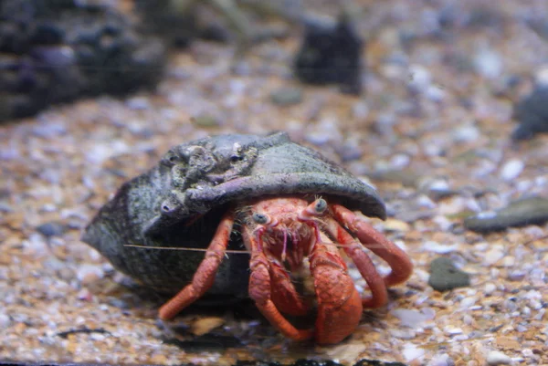 Crabe ermite - Paguroidea — Photo