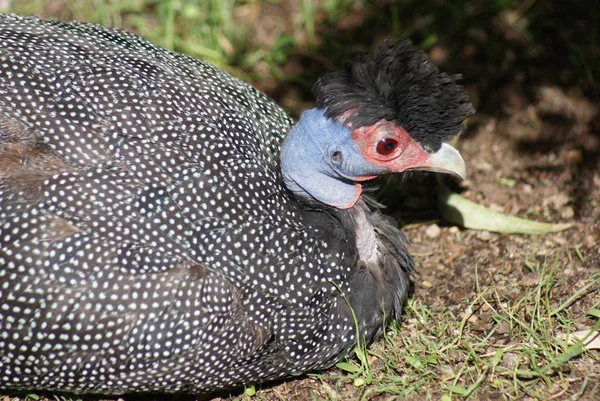 Kenia crested parelhoen - guttera pucherani — Stockfoto