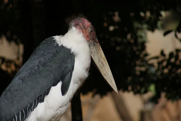 Marabou-Storch - Leptoptilos crumeniferus — Stockfoto