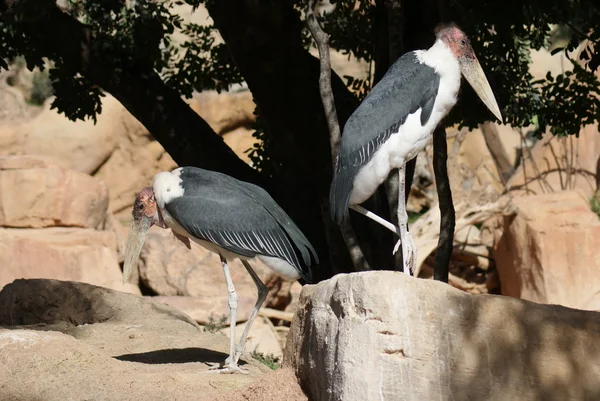 Marabou Stork - Leptoptilos crumeniferus — Stockfoto