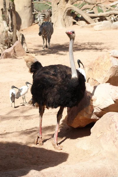 Avestruz - Struthio camelus — Foto de Stock