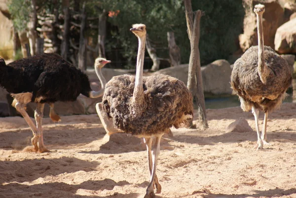 Devekuşu - struthio camelus — Stok fotoğraf