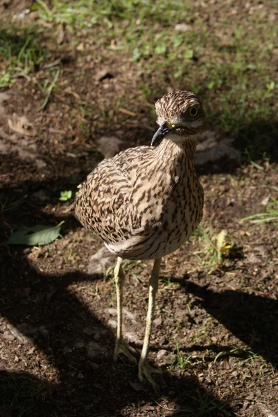Spotted Thick-knee - Burhinus capensis — Stock Photo, Image
