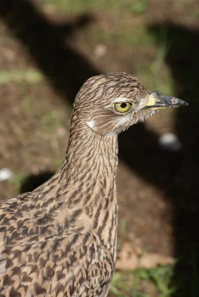 斑点的 thick-knee-burhinus 貉子 — 图库照片