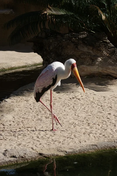 Cigogne à bec jaune - Mycteria ibis — Photo