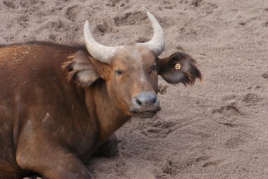 Afrika ormanı buffalo - syncerus caffer nanus