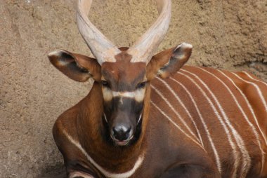 Doğu Bongo - Tragelaphus eurycerus isaaci
