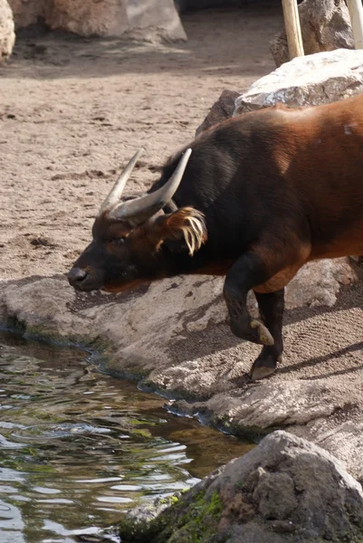 African Forest Buffalo - Syncerus caffer nanus — Stock Photo, Image