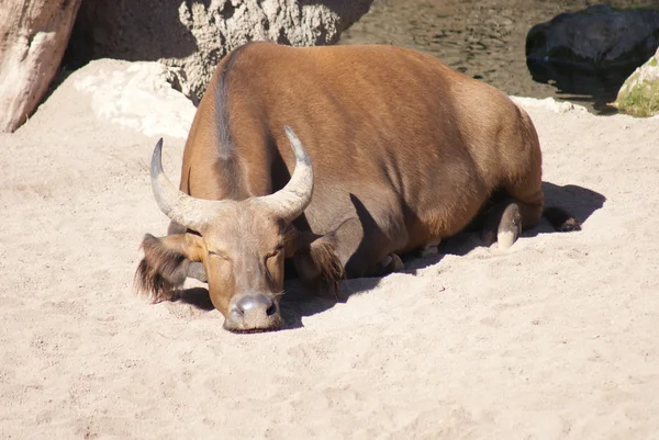 Afrikaanse bos buffalo - syncerus caffer nanus — Stockfoto