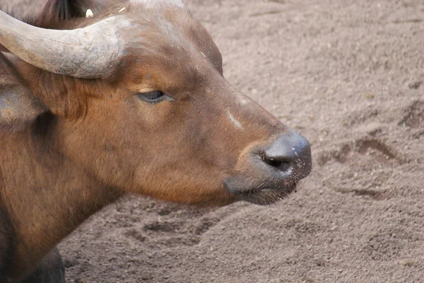 Afrikai erdei Buffalo - Syncerus caffer nanus — Stock Fotó