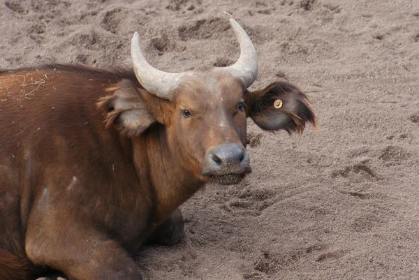 Африканский лесной буйвол - Syncerus caffer nanus — стоковое фото