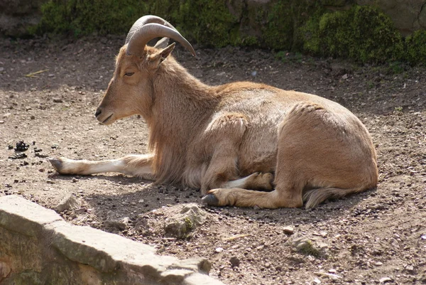 Barbary Sheep - Ammotragus lervia — Stock Photo, Image