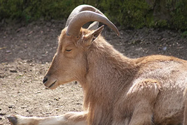 Barbary Sheep - Ammotragus lervia — Stock Photo, Image