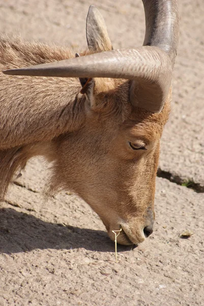 Barbaarse schapen - Ammotragus lervia — Stockfoto